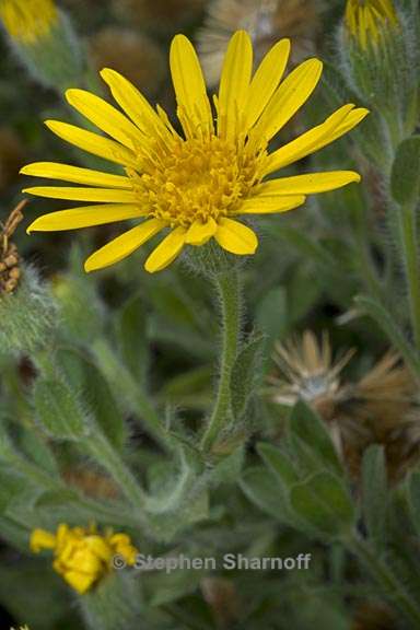 heterotheca sessilifora ssp bolanderi 2 graphic